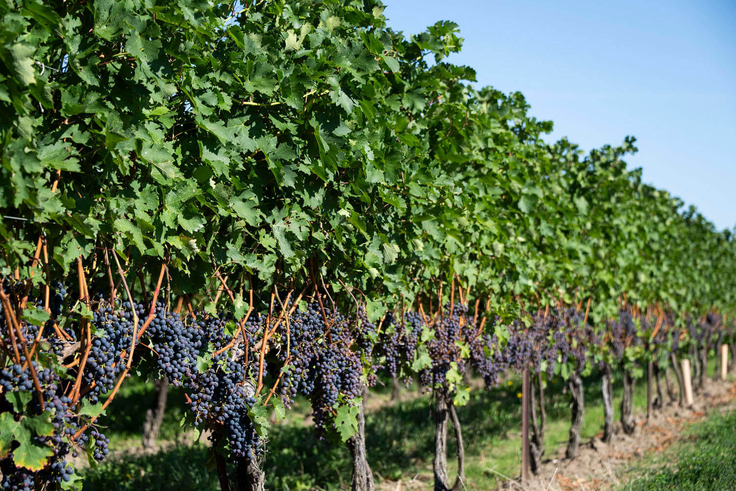 Inniskillin Vineyard