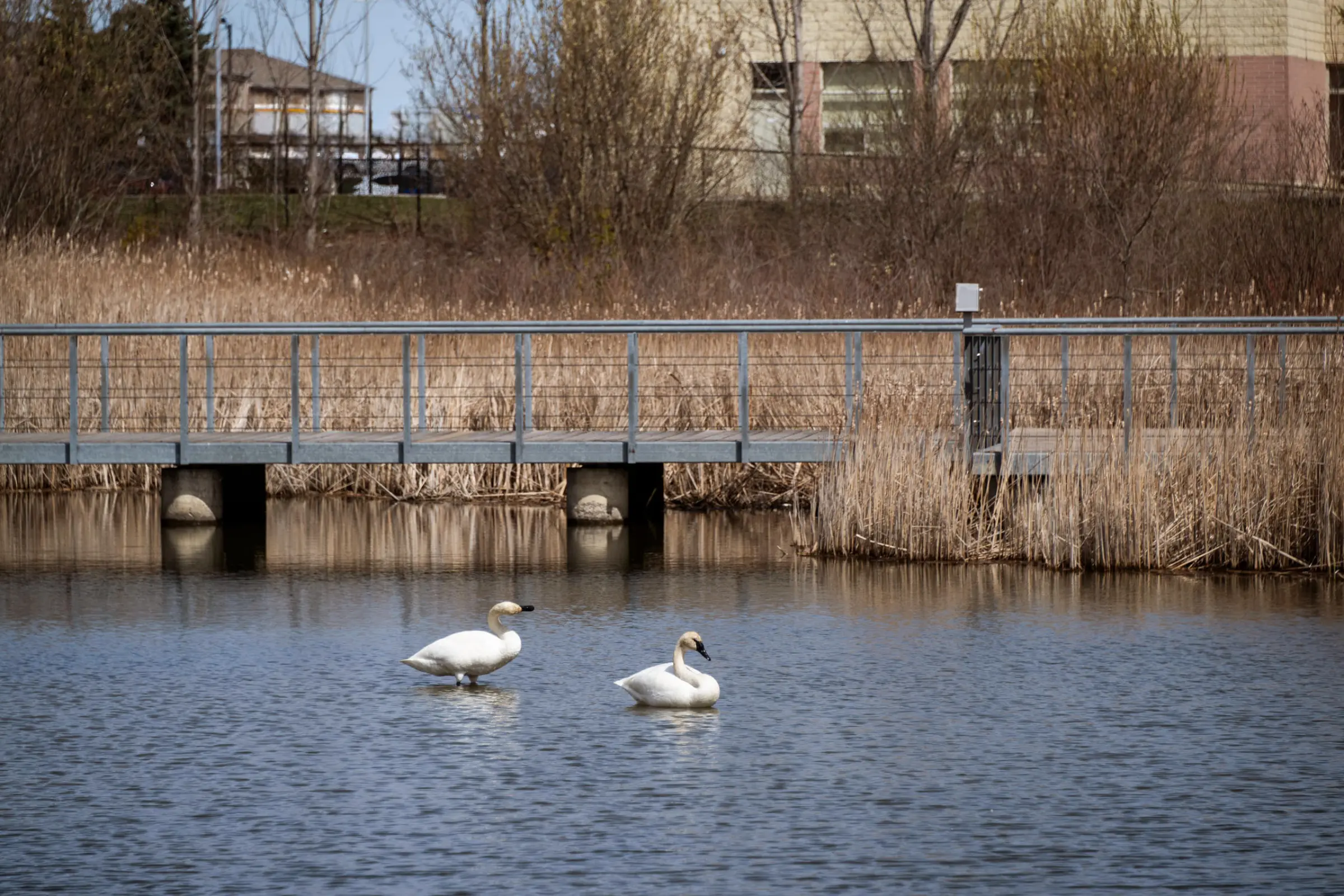 Ellia Richmond Green